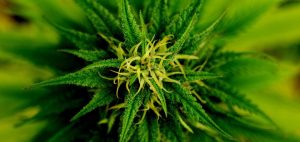 popular-marijuana-strains-720x340